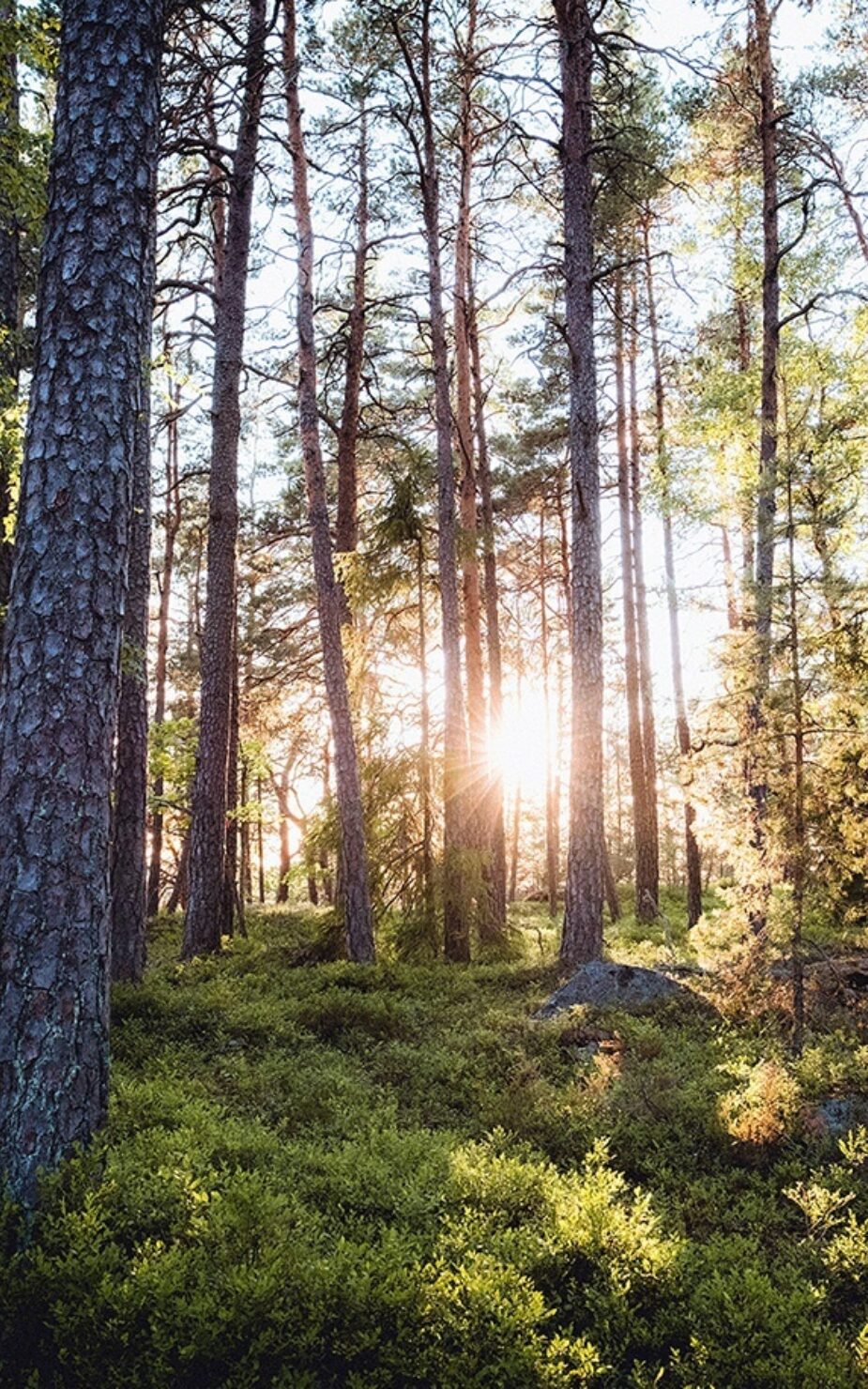 Newtopia New Header image small